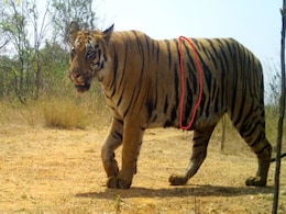 उत्तर प्रदेश के लखीमपुर खीरी में बाघ के हमले से एक व्यक्ति की मौत उत्तर प्रदेश के लखीमपुर खीरी में बाघ के हमले से एक व्यक्ति की मौत