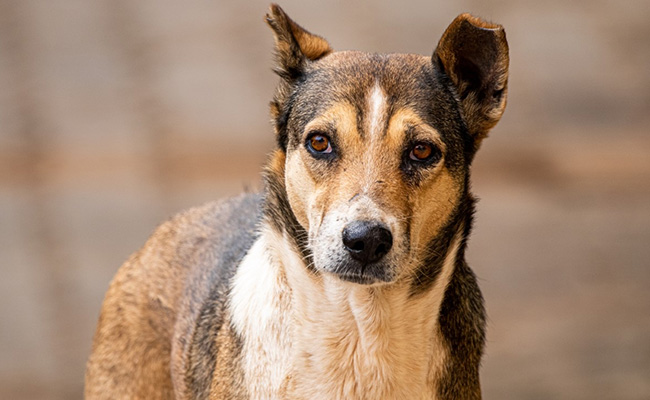 7 Dogs Die After Poison-Mixed Food Served To Them In Andhra's Vijayawada