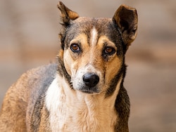 Dog Bites About 40 People In Madhya Pradesh