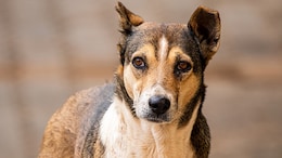 "I Love Dogs, But...": Delhi Man Slams People Who Feed Street Dogs, Internet Divided