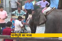 हाथी ने मजे से खाए गोलगप्पे, सोशल मीडिया पर वायरल वीडियो हाथी ने मजे से खाए गोलगप्पे, सोशल मीडिया पर वायरल वीडियो