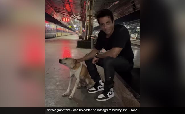 Viral Video: Sonu Sood Urges People To Be Kind And Show Love To Street Dogs