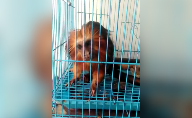 Pythons, Crocodiles Among 140 Exotic Animals Seized In Mizoram, 3 Arrested