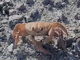 खुद ही अपना हाथ काटकर फेंकता दिखा केकड़ा, Video देख उड़ जाएंगे होश खुद ही अपना हाथ काटकर फेंकता दिखा केकड़ा, Video देख उड़ जाएंगे होश