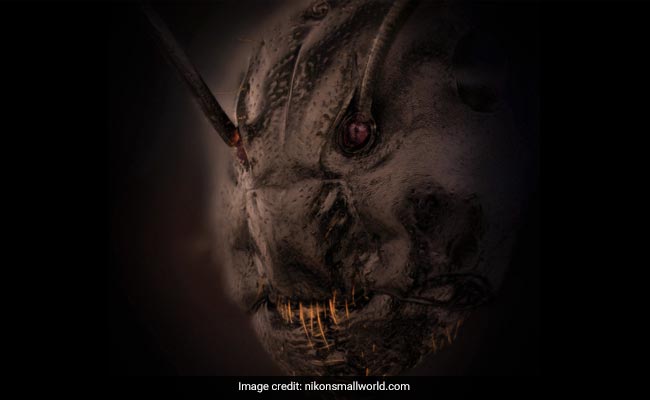 "Image From A Horror Movie?": Close-Up Photo Of Ants Face Leaves Internet Stunned