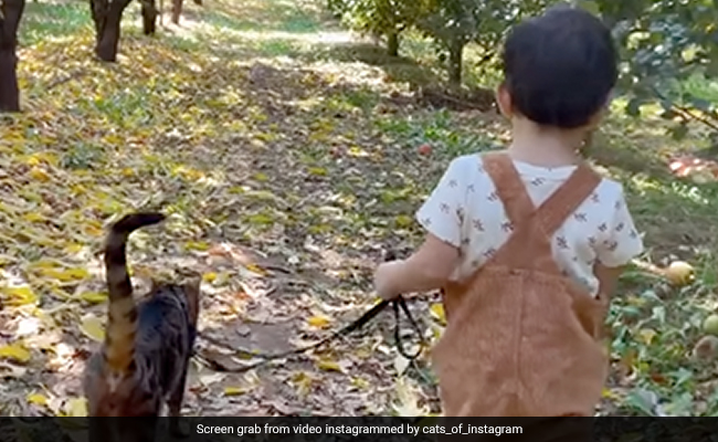 Video Of Boy And Cat Taking Stroll In Apple Orchard Wins Internet