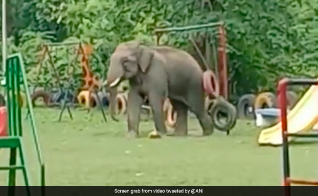 Watch: A Wild Elephant Entered A Children's Park. This Happened Next