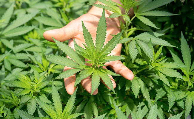 Hong Kong To Ban Cannabidiol (CBD), Put It In Same Category As Heroin