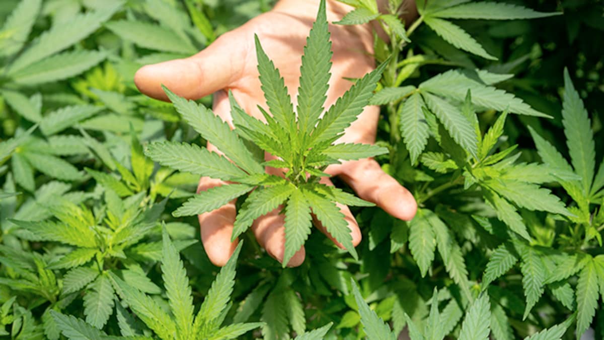 राजस्थान में 5 करोड़ से अधिक का गांजा जब्त, कंटेनर में छिपाने के लिए बना रखा था सीक्रेट चैंबर | Rajasthan Ganja seized worth more than Rs 5 crore, secret chamber made