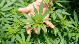 Anti-Ageing Effects Of Cannabis Observed In The Brains Of Mice: Study