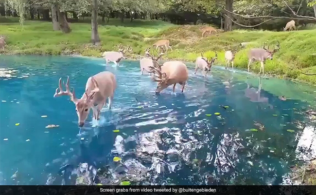 "Fantasy World:" Video Of Herd Of Deer Enjoying Clear Water Leaves Internet Mesmerised