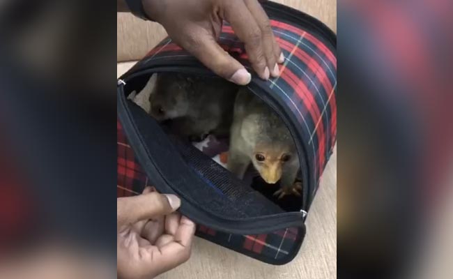Watch: Chennai Customs Seize 5 Exotic Animals Hidden In Check-In Baggage