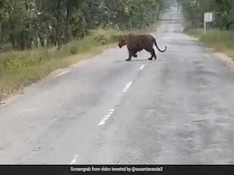 Group Of Men Tries To Take Pictures With A Tiger, Viral Video Irks Netizens Group Of Men Tries To Take Pictures With A Tiger, Viral Video Irks Netizens