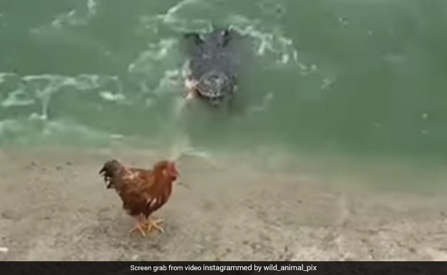 मुर्गे को जबड़े में भरने ही वाला था मगरमच्छ, अचानक मुर्गी ने किया कुछ ऐसा, जानवर की मेहनत पर फिर गया पानी