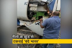 गुजरात में भैंसों के झुंड से टकराकर वंदे भारत ट्रेन क्षतिग्रस्त गुजरात में भैंसों के झुंड से टकराकर वंदे भारत ट्रेन क्षतिग्रस्त