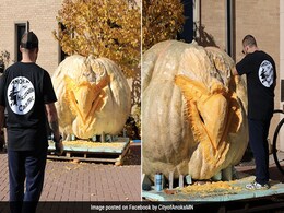Pumpkin Weighing 1161 Kilograms To Be Carved Into World's Largest Jack-O-Lantern Pumpkin Weighing 1161 Kilograms To Be Carved Into World's Largest Jack-O-Lantern