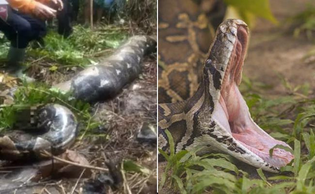 54 साल की बुजुर्ग महिला को जिंदा निगल गया 22 फुट का अजगर, पेट फाड़कर निकाला शव!