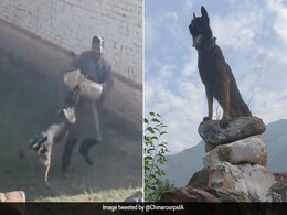 दो गोलियां लगने के बावजूद लड़ता रहा बहादुर कुत्ता 'Zoom', दो आतंकियों को मार गिराया दो गोलियां लगने के बावजूद लड़ता रहा बहादुर कुत्ता 'Zoom', दो आतंकियों को मार गिराया