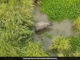 Rhino Hit By Truck "Doing Good", Says Assam Chief Minister, Shares Video Rhino Hit By Truck "Doing Good", Says Assam Chief Minister, Shares Video