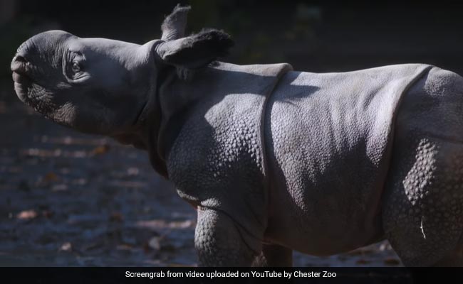 Endangered Greater One-Horned Rhinoceros Calf Born At UK Zoo