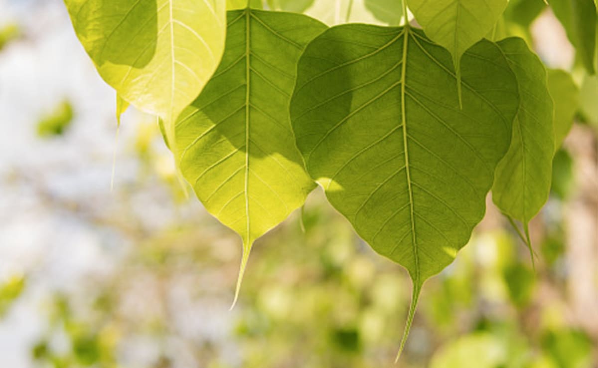 Latest and Breaking News on NDTV Latest and Breaking News on NDTV