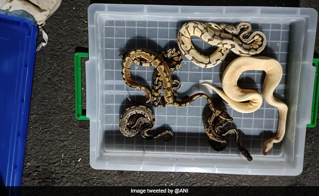 Over 600 Smuggled Exotic Animals Seized At Mumbai Airport