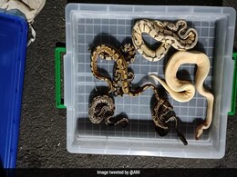 Over 600 Smuggled Exotic Animals Seized At Mumbai Airport Over 600 Smuggled Exotic Animals Seized At Mumbai Airport