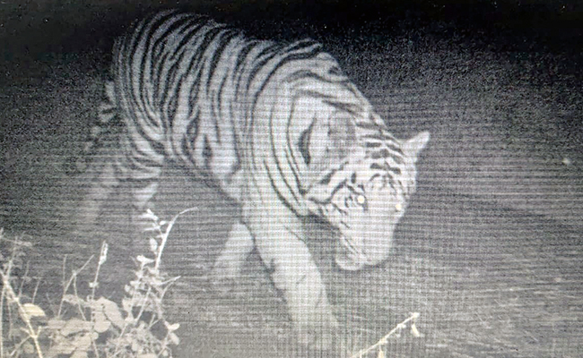 Elusive Tiger Cub Roaming On Bhopal College Campus Caught On Camera