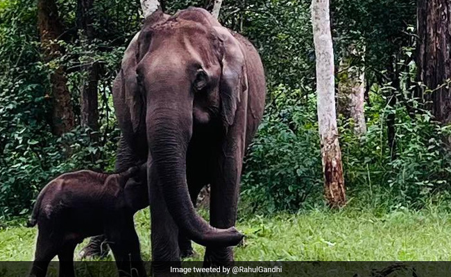 Elephant, Her Calf Killed After Being Hit By Rajdhani Express In Assam