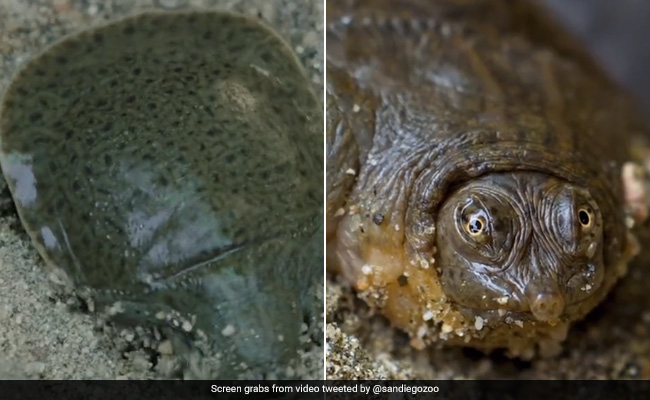 Endangered Softshell Turtles Hatch In US Zoo After Twenty Years