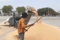 Minimum Support Price Hiked For 6 Crops, Including Wheat Minimum Support Price Hiked For 6 Crops, Including Wheat