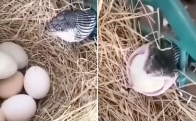 शिकार पर निकला सांप अपने ही जाल में फंसा, जान बचाने के चक्कर में मुंह से निकालना पड़ा निवाला