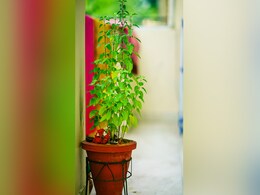 Vastu For Tulsi: तुलसी के आसपास भूल से भी ना रखें ये चीजें, घर से नाराज होकर चली जाती हैं मां लक्ष्मी ! Vastu For Tulsi: तुलसी के आसपास भूल से भी ना रखें ये चीजें, घर से नाराज होकर चली जाती हैं मां लक्ष्मी !