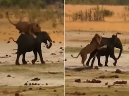 VIDEO:जंगल के राजा की ताकत के सामने बेबी हाथी को टेकने पड़े घुटने, कर दिया काम तमाम VIDEO:जंगल के राजा की ताकत के सामने बेबी हाथी को टेकने पड़े घुटने, कर दिया काम तमाम