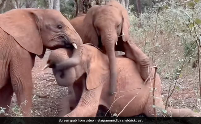 हाथी का बच्चा लड़ रहा था कुश्ती, दूसरे हाथी के ऊपर चढ़ा, सूंड से सूंड को फंसाया, फिर किया कुछ ऐसा