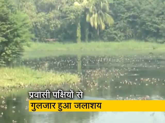 पटना के राजधानी जलाशय प्रवासी पक्षियों से हुआ गुलजार, नजारा देखकर आप भी हो जाएंगे खुश