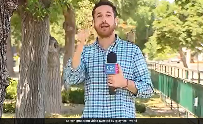 Watch: Parrot Steals Chilean Reporter's Earphone During Broadcast About Theft