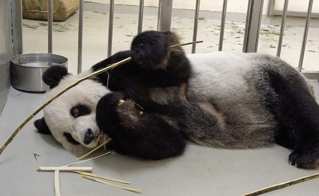 Giant Panda Tuan Tuan, Gifted By China, Dies In Taiwan Zoo
