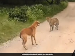 तेंदुए ने अचानक किया अटैक, कुत्ते ने गुस्से में आकर किया कुछ ऐसा, खुद तेंदुए को बचानी पड़ी अपनी जान तेंदुए ने अचानक किया अटैक, कुत्ते ने गुस्से में आकर किया कुछ ऐसा, खुद तेंदुए को बचानी पड़ी अपनी जान