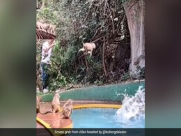 बंदर के बच्चों ने स्विमिंग पूल में लगाई छलांग, पानी में कूद-कूदकर की खूब मस्ती, देखकर आप भी याद करेंगे बचपन बंदर के बच्चों ने स्विमिंग पूल में लगाई छलांग, पानी में कूद-कूदकर की खूब मस्ती, देखकर आप भी याद करेंगे बचपन