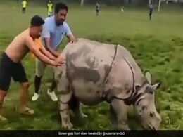 Watch: Rhino Interrupts A Football Game, Takes 2 Men To Take It Off The Pitch Watch: Rhino Interrupts A Football Game, Takes 2 Men To Take It Off The Pitch