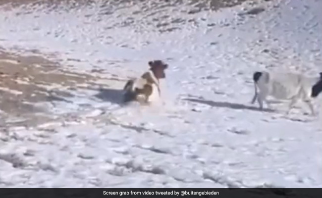 Viral Video: Cow Sliding Down Snowy Mountain Makes Internet Chuckle