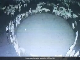 Scientist Claims Mystery Behind Sheep Walking In Circle In China Solved Scientist Claims Mystery Behind Sheep Walking In Circle In China Solved