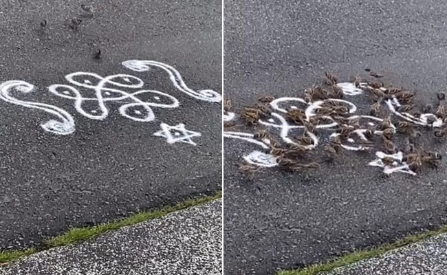 VIDEO:रंगोली को दावत समझ देखते ही देखते इकट्ठा हुआ पक्षियों का झुंड