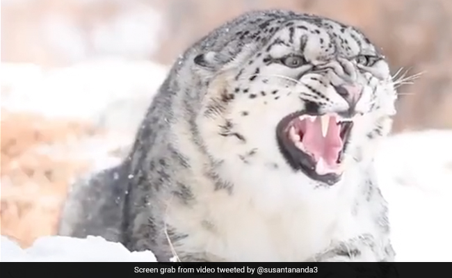 Close-Up Video Of Snow Leopard, One Of The Most Elusive Big Cats ...