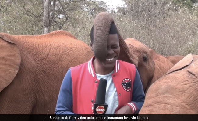 रिपोर्टर कर रहा था Live Reporting, पीछे से हाथी ने फैलाई सूंड, उसकी नाक में लगा गुदगुदाने और फिर...