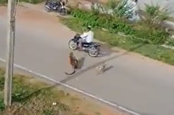 Video: Leopard Attacks Residents In Karnataka's Mysuru Video: Leopard Attacks Residents In Karnataka's Mysuru