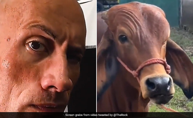 Dwayne 'The Rock' Johnson Reacts To Cow's Eyebrow Raise Video: "I Wasn't Expecting That"