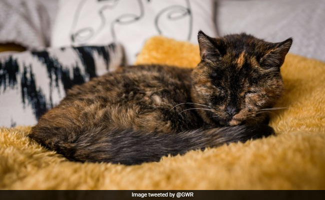 26-Year-Old Flossie Crowned The World's Oldest Cat