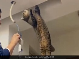 Viral Video: Cat Assists An Electrician, Internet In Splits Viral Video: Cat Assists An Electrician, Internet In Splits